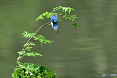 ハゼノキとカワセミ