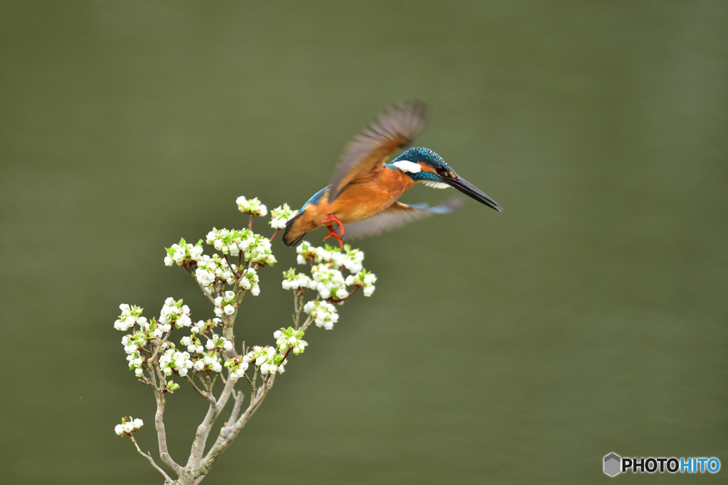ドウタンツツジとカワセミ