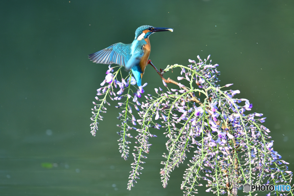 藤の花とカワセミ