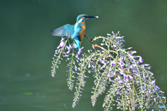 藤の花とカワセミ