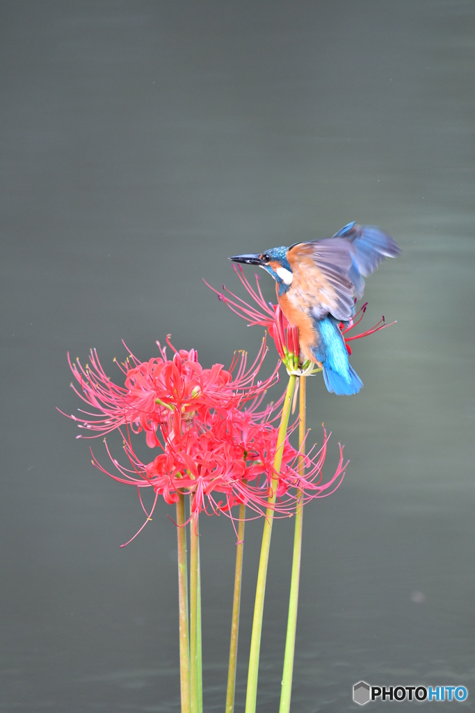 彼岸花とカワセミ