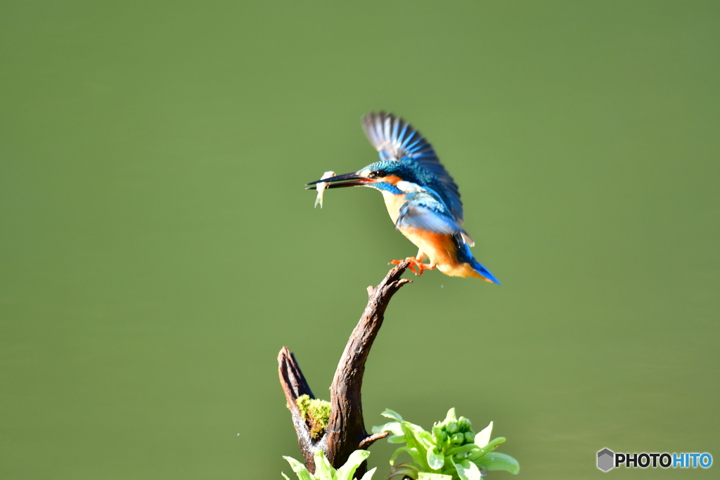 フキの薹とカワセミ