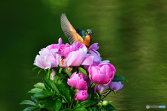 シャクヤクとカワセミ