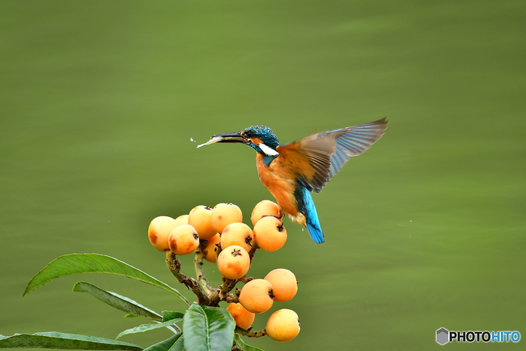 ビワとカワセミ
