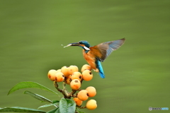 ビワとカワセミ