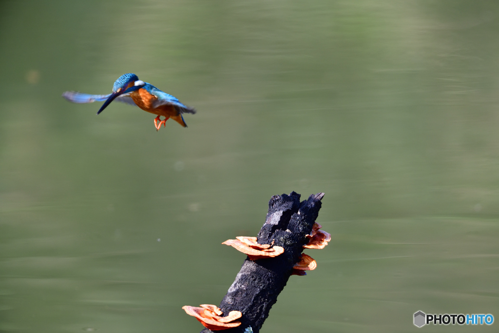 キノコとカワセミ