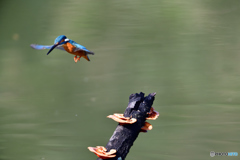 キノコとカワセミ