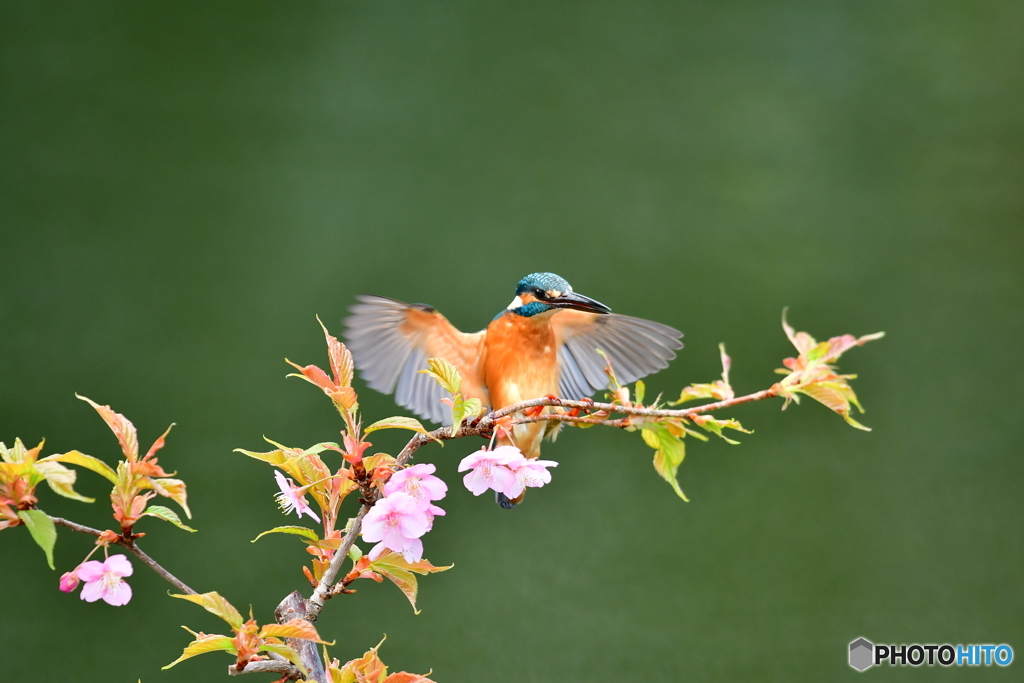 河津桜とカワセミ