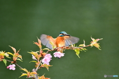 河津桜とカワセミ