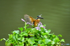 ホテイアオイとカワセミ