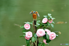 ツバキとカワセミ