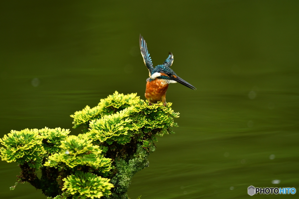 岩松とカワセミ