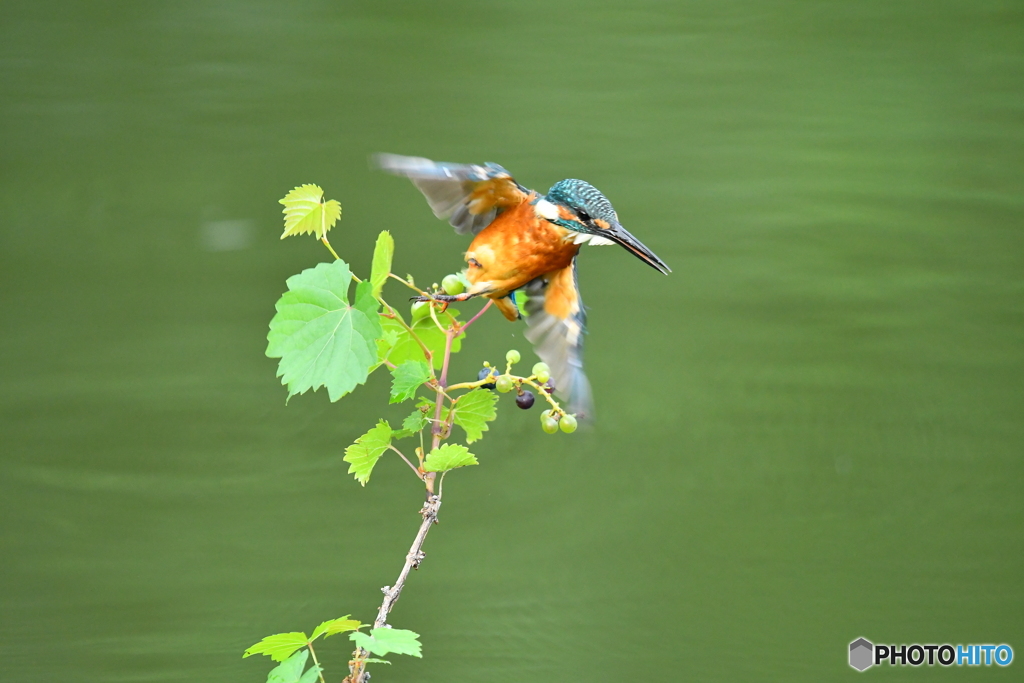 山ブドウとカワセミ