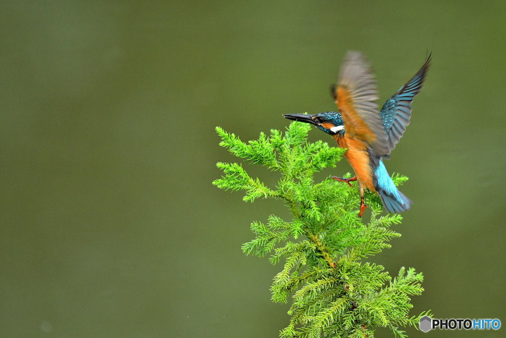 スギとカワセミ