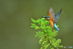 スギとカワセミ