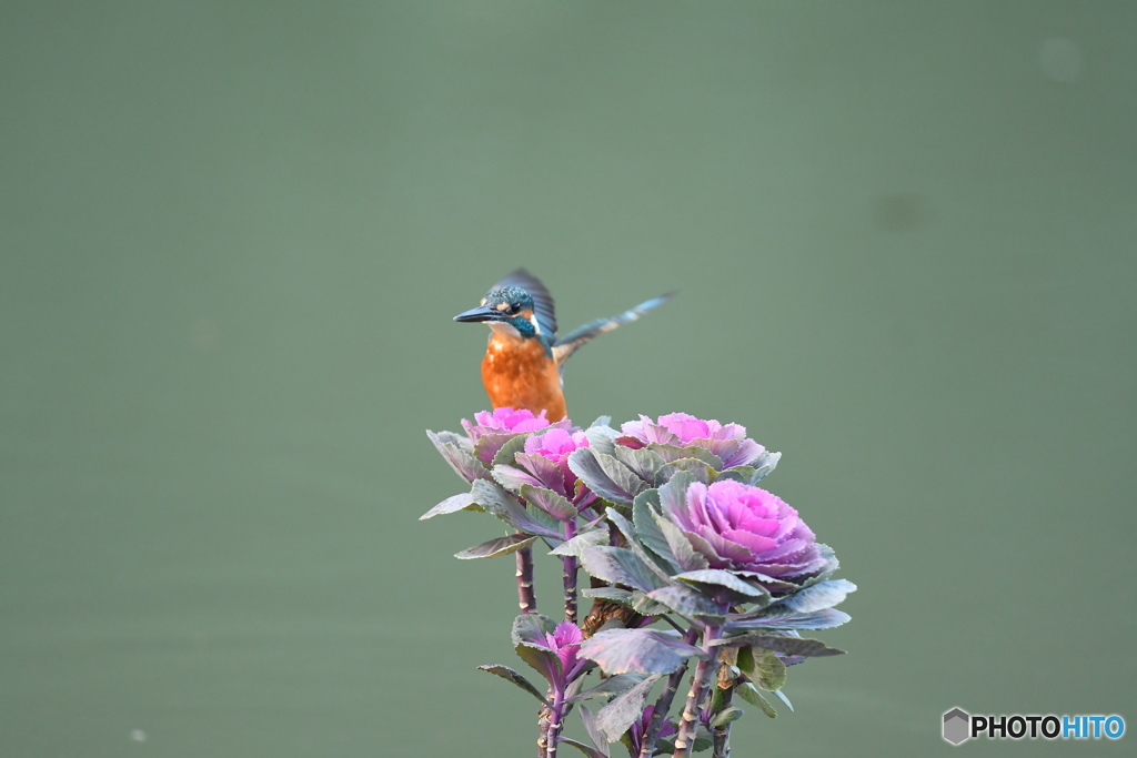 踊り葉ボタンとカワセミ