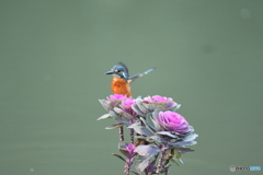 踊り葉ボタンとカワセミ