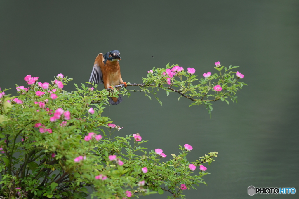 野バラとカワセミ