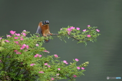 野バラとカワセミ