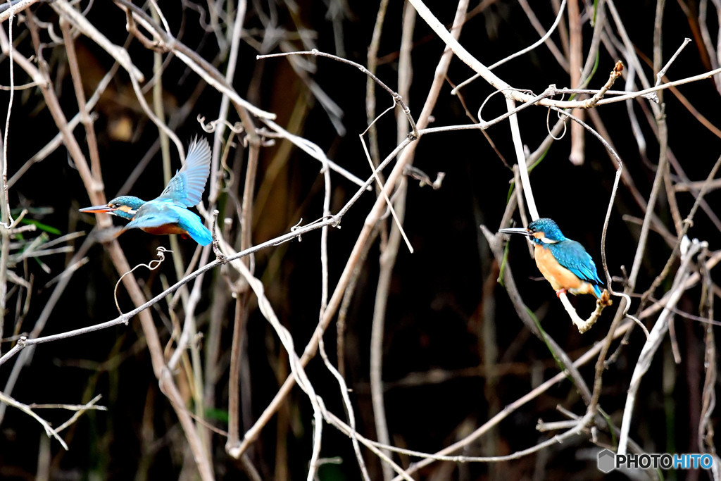 カワセミのペア