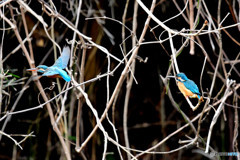 カワセミのペア