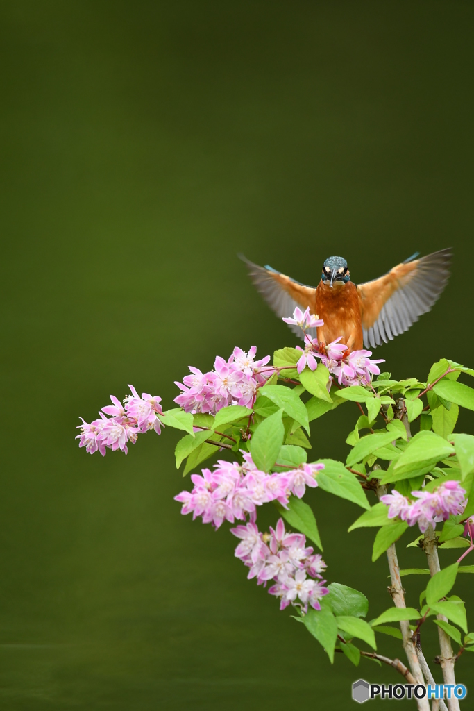 紅ウツギとカワセミ
