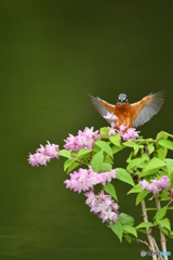 紅ウツギとカワセミ