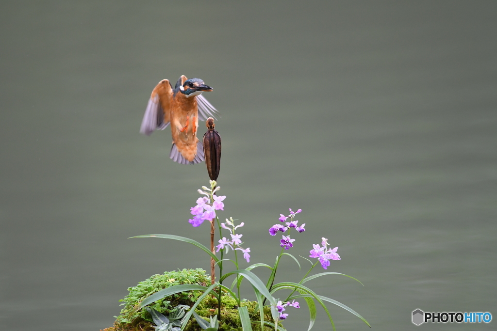 ウチョウランとカワセミ