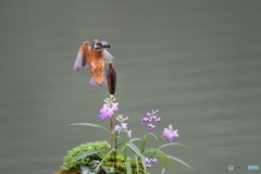 ウチョウランとカワセミ
