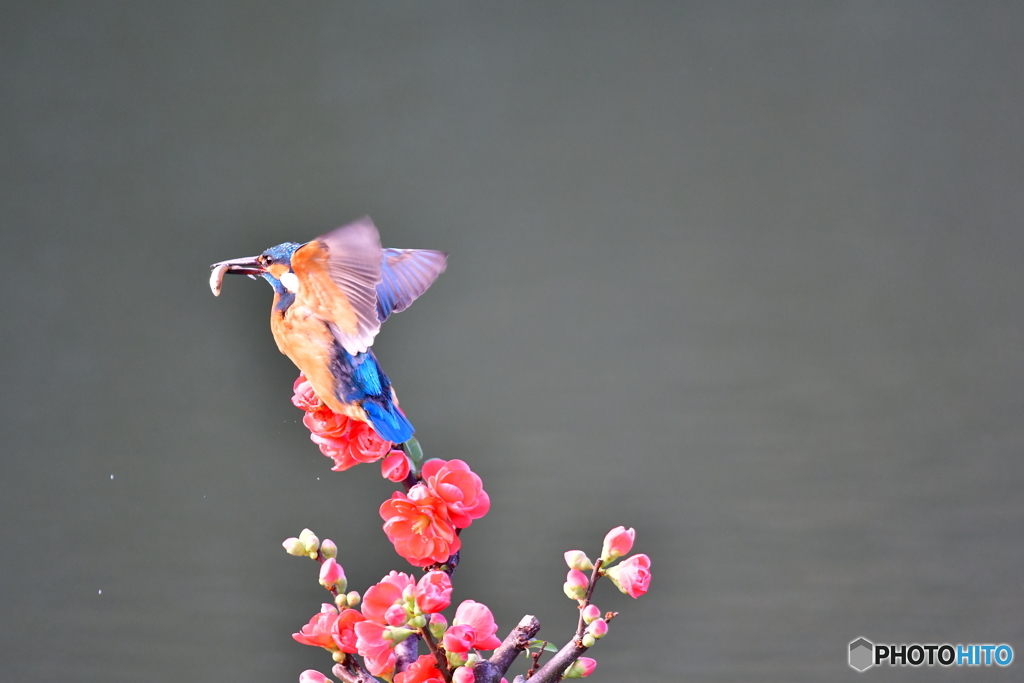 ボケの花とカワセミ