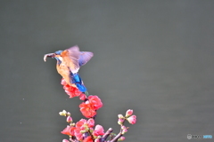 ボケの花とカワセミ