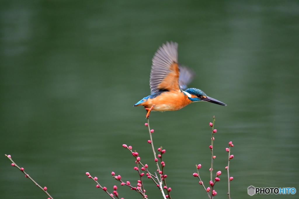 紅梅とカワセミ