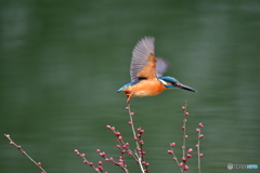 紅梅とカワセミ