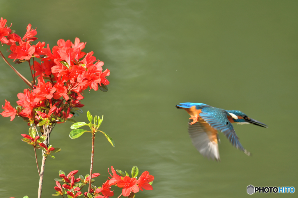 ツツジとカワセミ