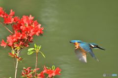 ツツジとカワセミ