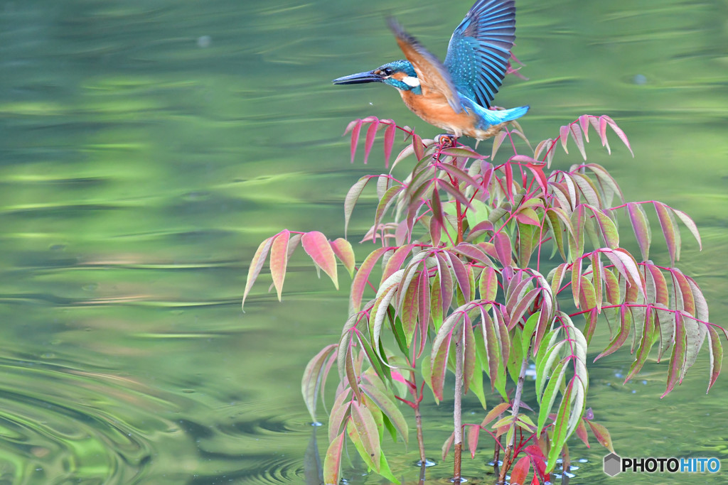 ハゼノキとカワセミ