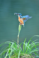 春蘭の実とカワセミ