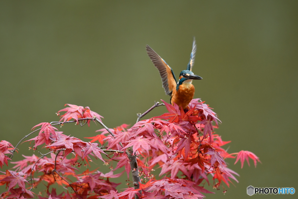 紅葉とカワセミ