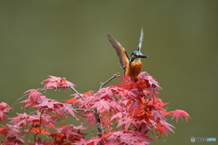 紅葉とカワセミ