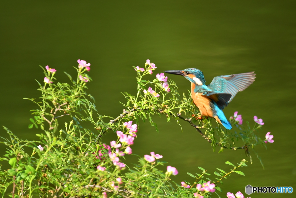 野バラとカワセミ