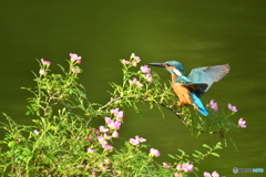野バラとカワセミ