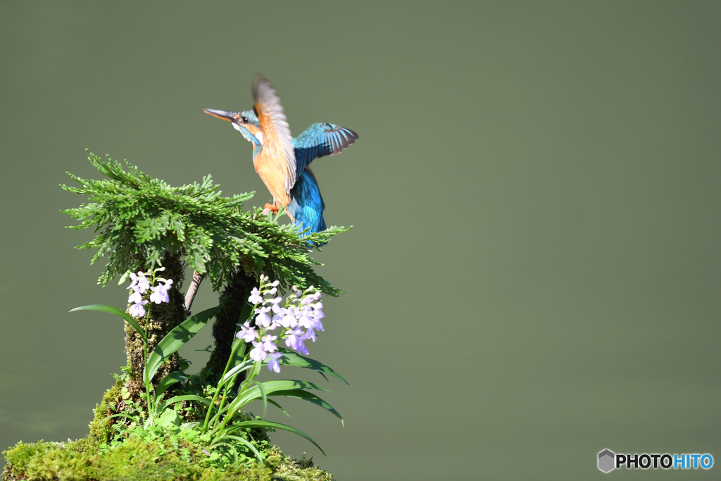 岩松とカワセミ