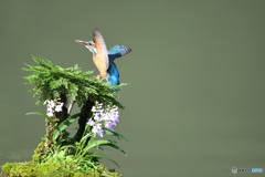 岩松とカワセミ