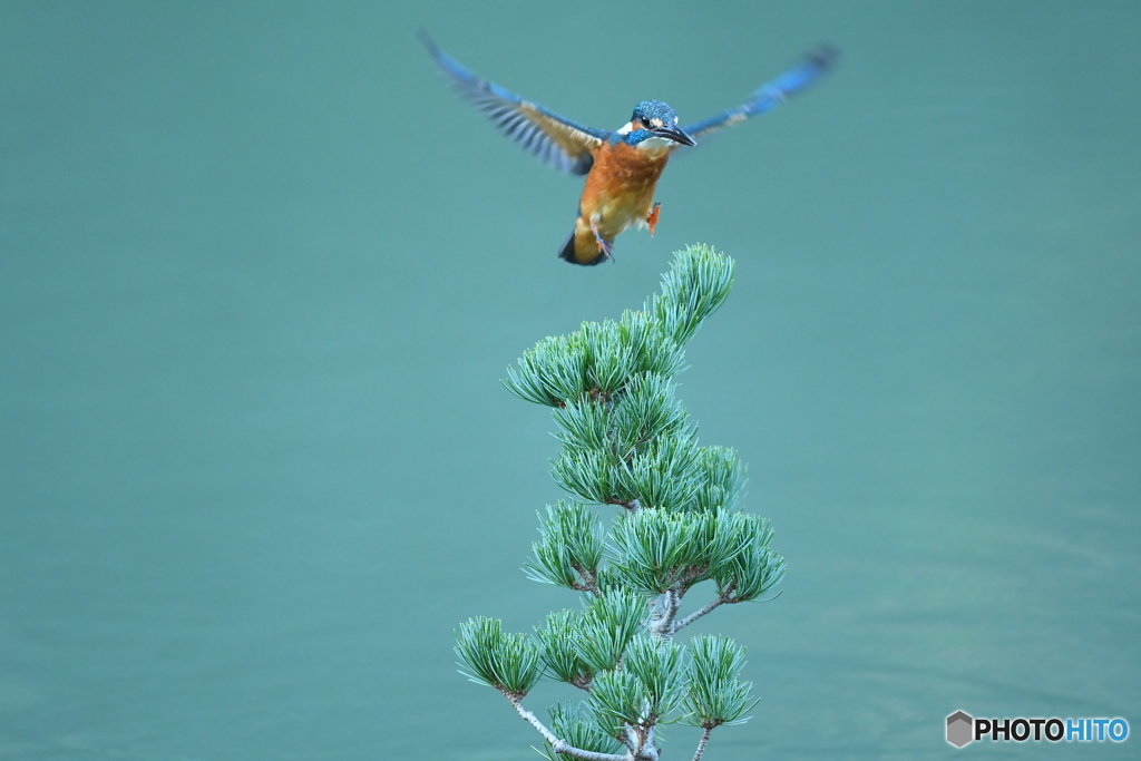 五葉松とカワセミ