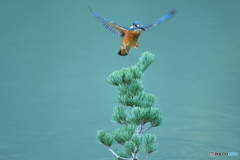 五葉松とカワセミ