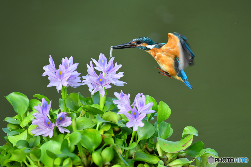 ホテイアオイとカワセミ