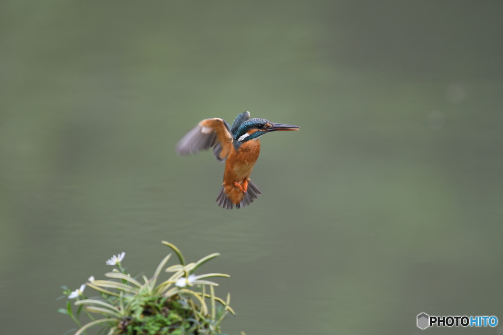 フウランとカワセミ