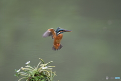 フウランとカワセミ