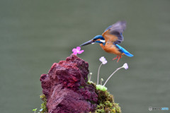 虫取スミレとカワセミ