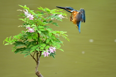 庭フジとカワセミ